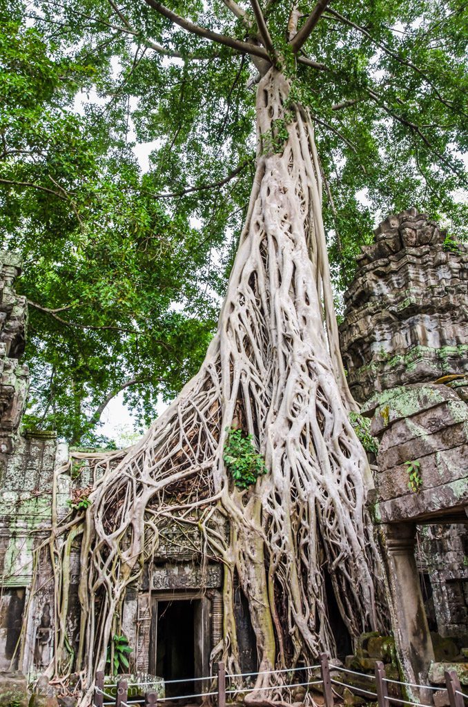 Ta Prohm Temple, Cambodia