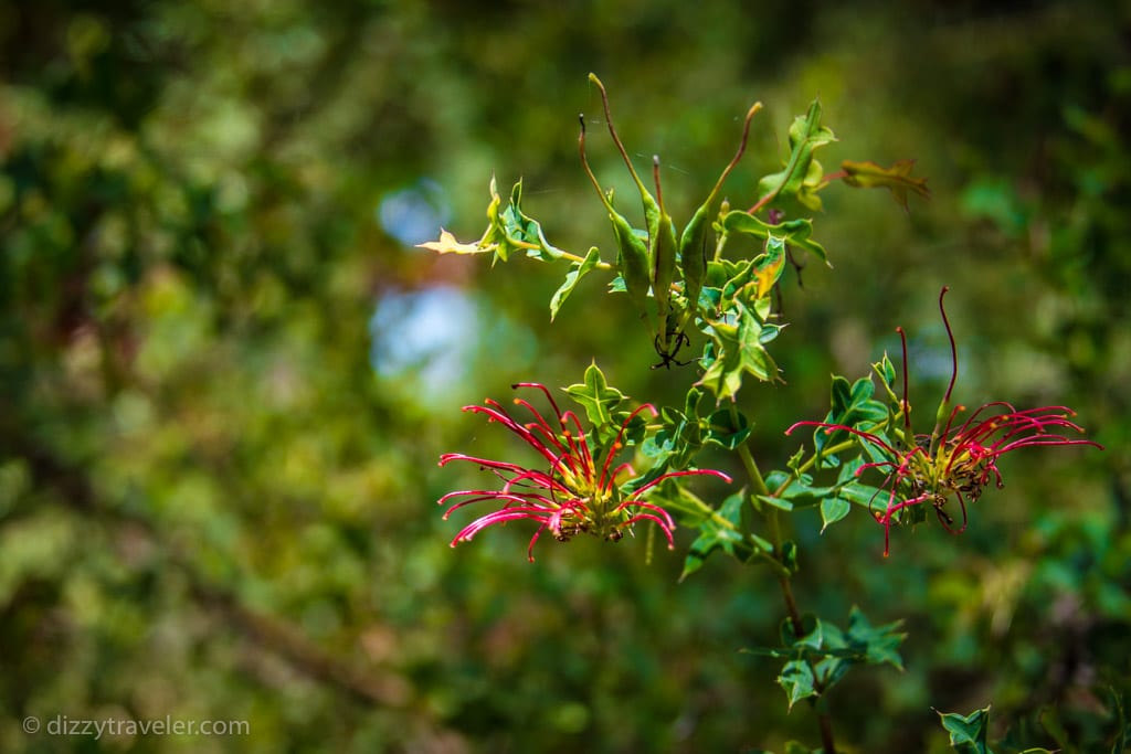 wild flower, botanical garden, perth