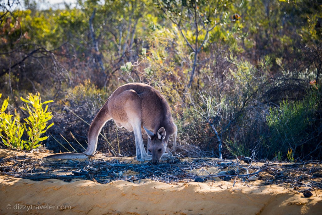 Wildlife in Kalbarri National Park