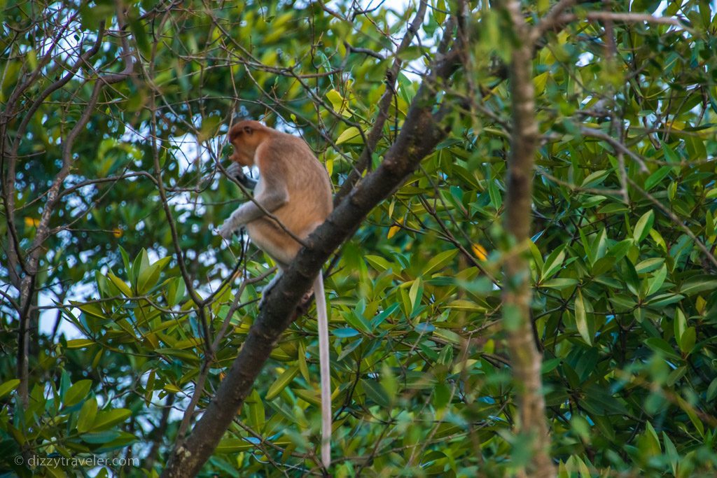 Rainforest in Bandar Seri Begawan