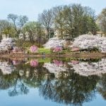 Cherry Blossom in Branch Brook Park, NJ