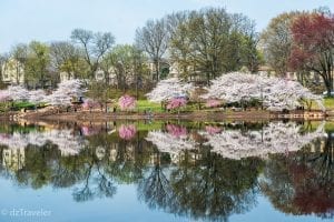 Cherry Blossom in Branch Brook Park, NJ