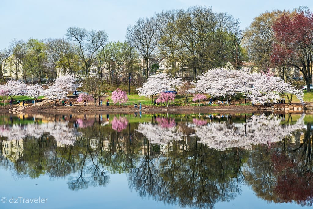 Cherry Blossom in Branch Brook Park, NJ Dizzy Traveler