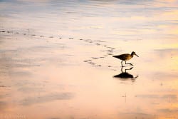 A day with nature, Edwin B. Forsythe National Wildlife Refuge, NJ