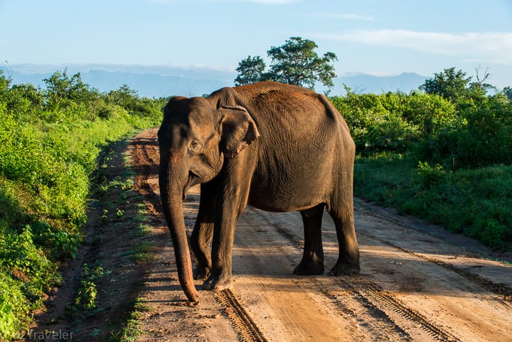 Udawalawe National Park, Sri Lanka