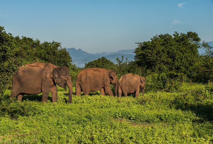 Udawalawe National Park, Sri Lanka