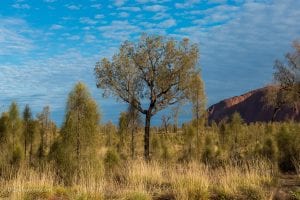 These tree looks more beautiful then they are in the pictures!