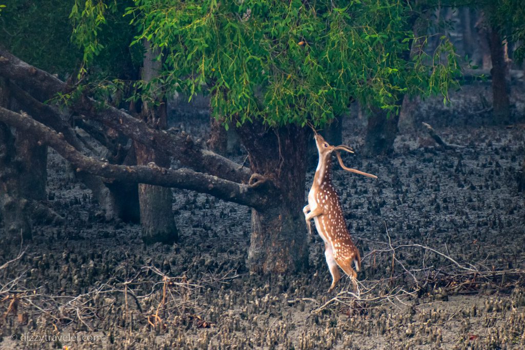 deer in sundarbans