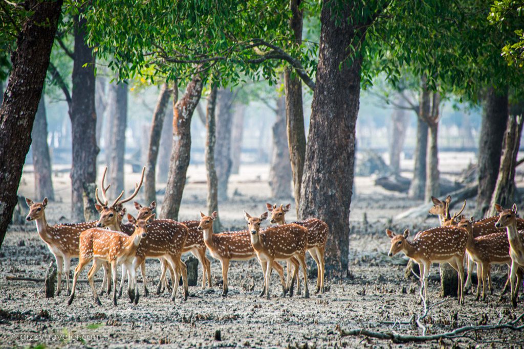 Sundarbans, bangladesh