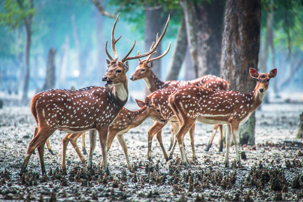 Read more about the article A Thrilling walk though the Sundarbans forest, Bangladesh