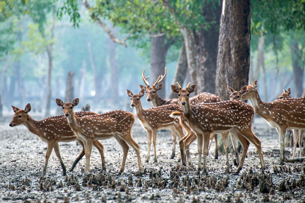 Trip to Sundarban, Bangladessh