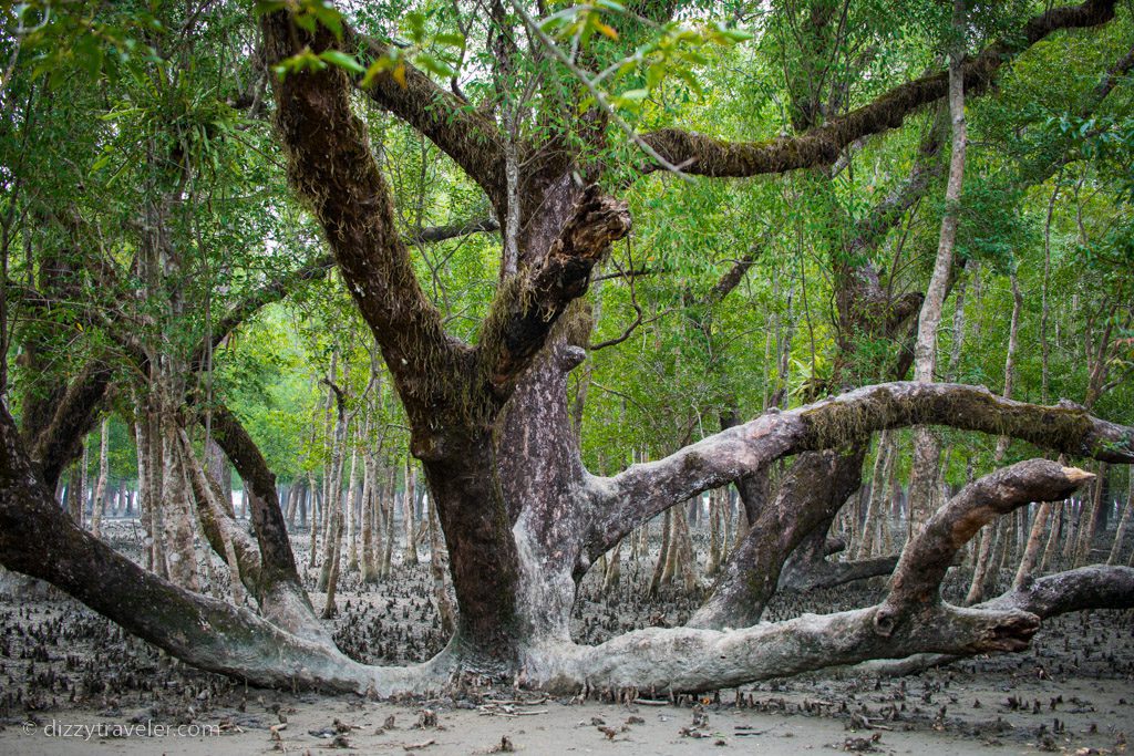 Sundarbans forest, kotka