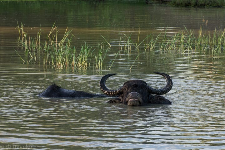 Yala National Park, Sri Lanka