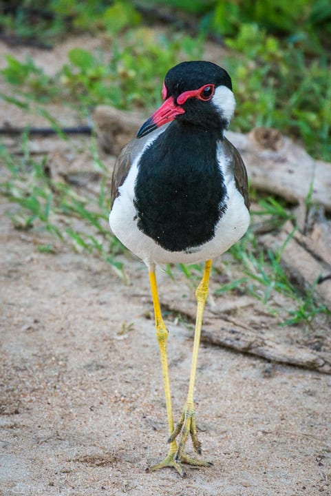 Sri Lanka