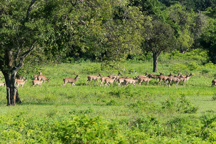 Yala National Park, Sri Lanka