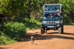 Read more about the article Safari in Yala National Park, Sri Lanka