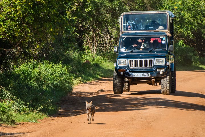 Safari in Udawalawe National Park, Sri Lanka