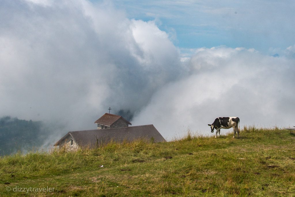 cowbells in rigi klum