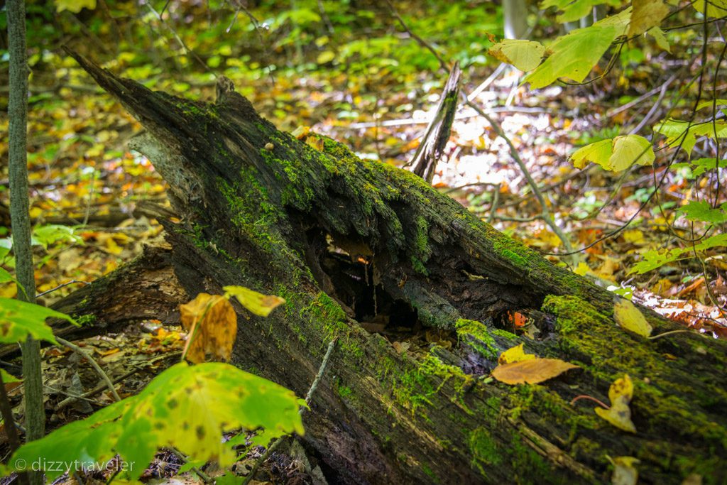 Southern Trail to Huron, Georgian Bay