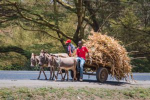 Read more about the article Road Trip to Lake Nakuru from Masai Mara, Kenya