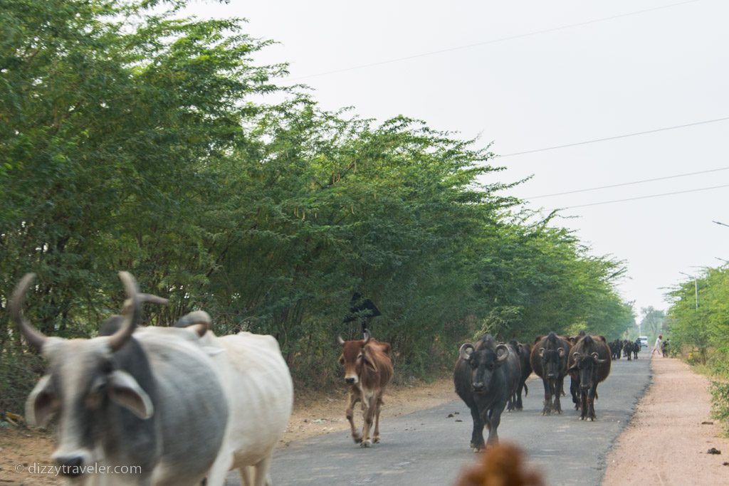 Road Trip to Jodhpur and Kumbhalgarh