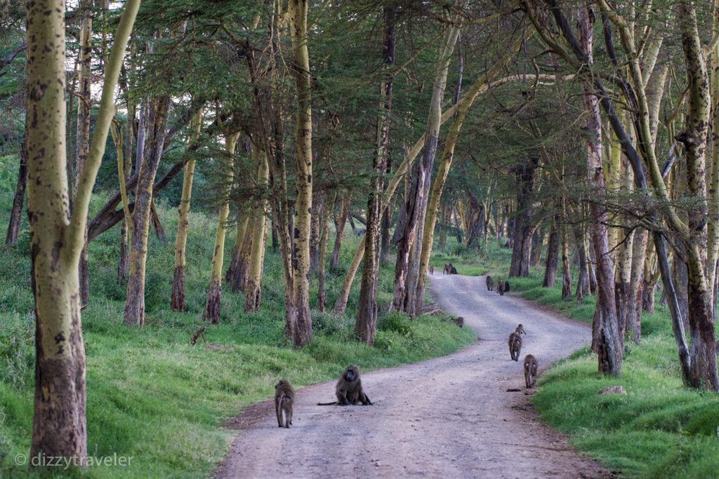 Lake Nakuru National Park