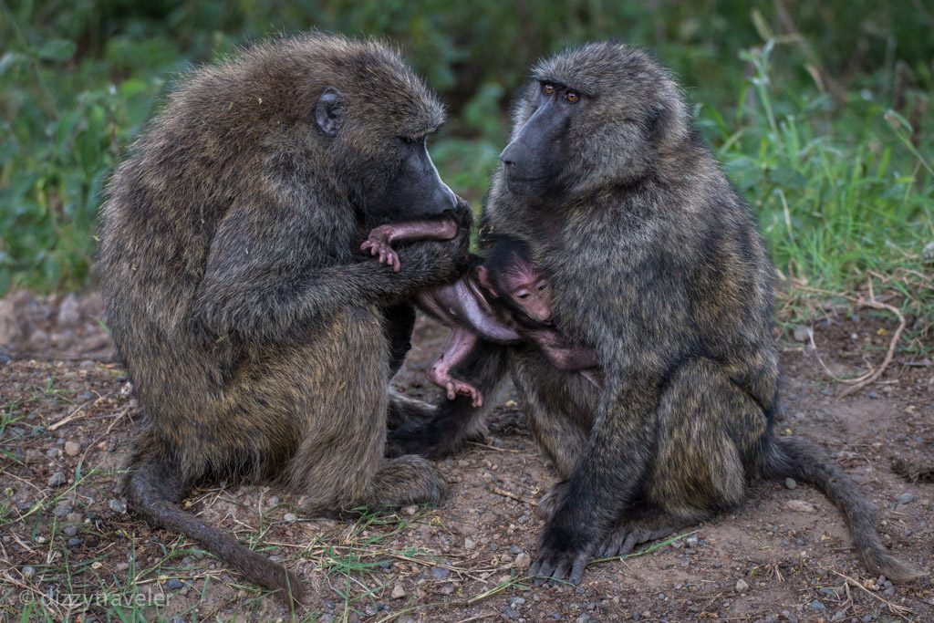 Lake Nakuru National Park