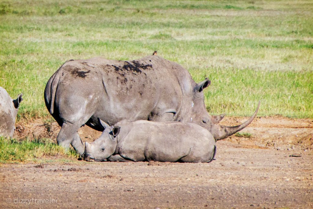 White Rhinoceros