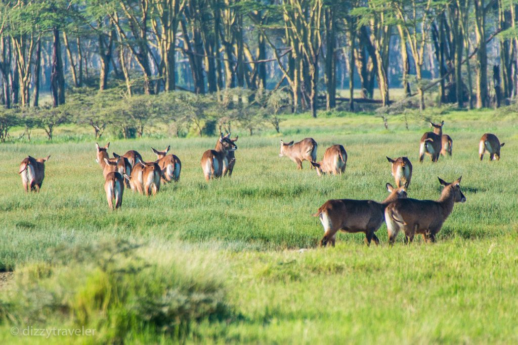 waterbucks - Lake Nakuru