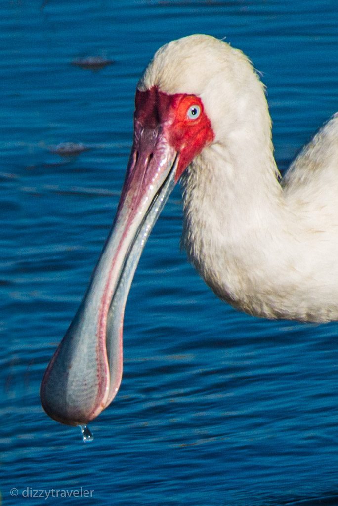 African Spoonbill