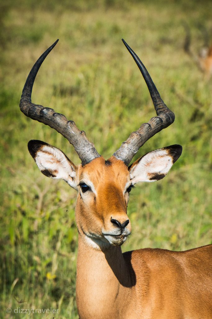 Impala in Lake Nakuru