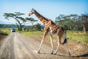 Safari in Lake Nakuru National Park, Kenya – Travel Guide