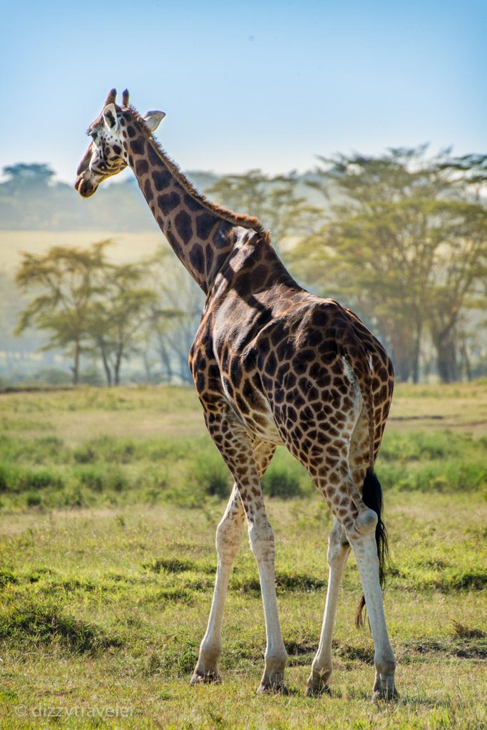 Giraffe