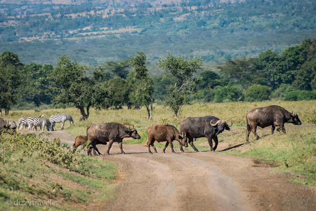 Water Buffalo