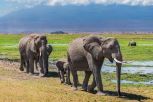 2 Days Safari in Amboseli National Park, Kenya