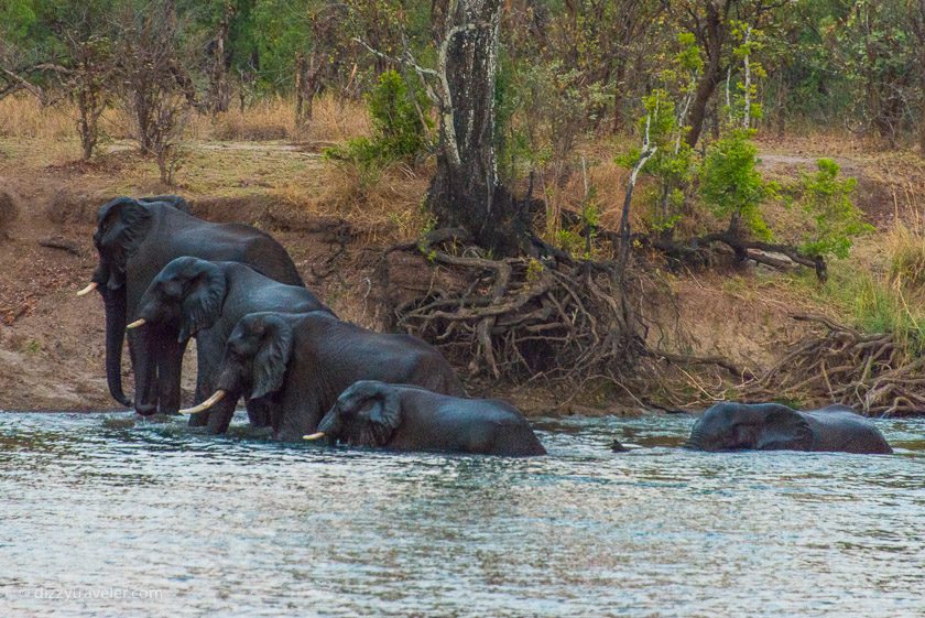 zambezi National park