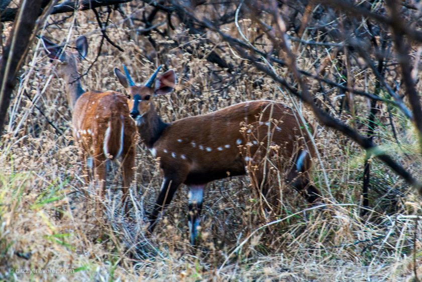 Mosi-oa-Tunya National Park, Zambia