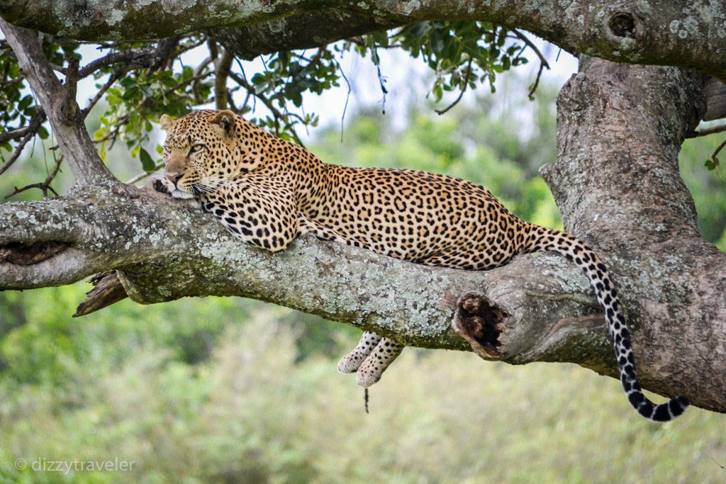 Leopard in Maasai Mara
