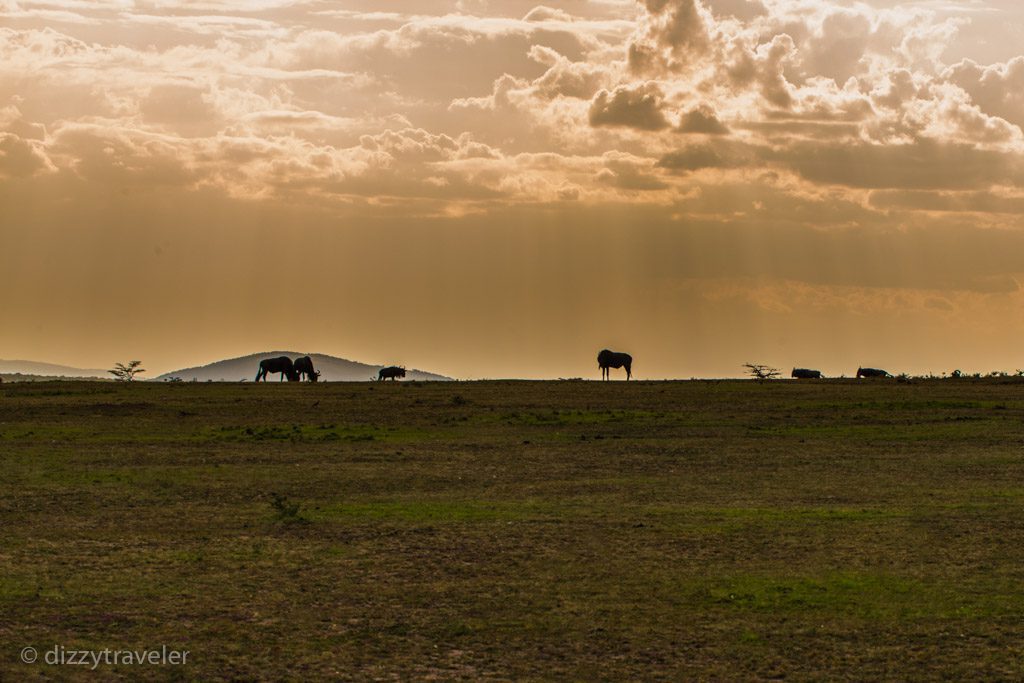 Masai Mara National Reserve