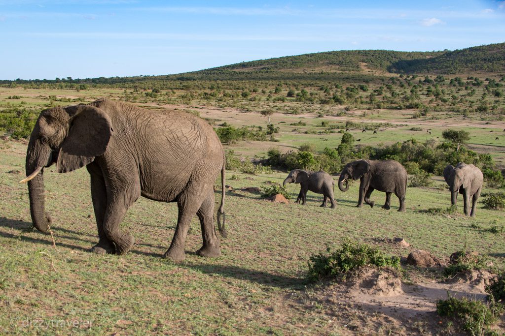 African Elephant