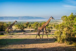 Read more about the article Safari in Maasai Mara, Kenya – My Travel Experience