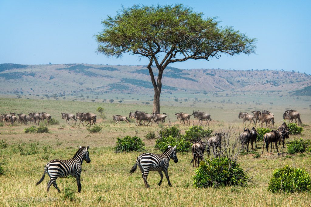 Maasai Mara