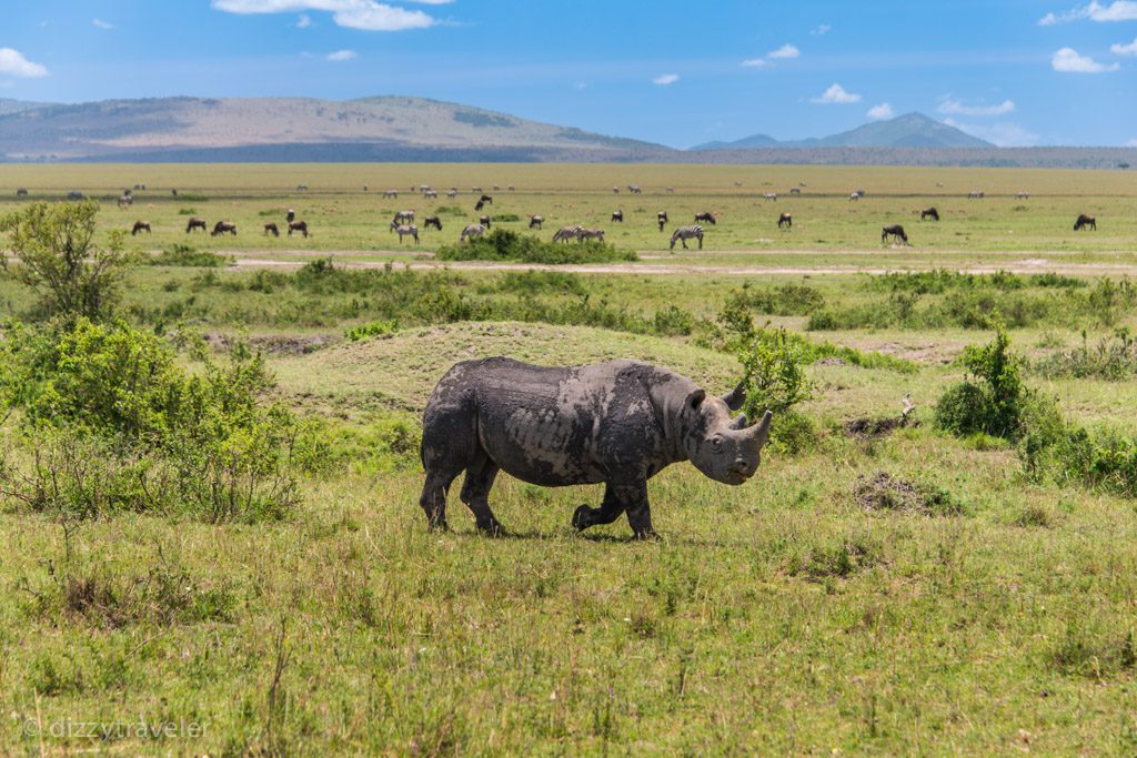 Rhino in Masai Mara