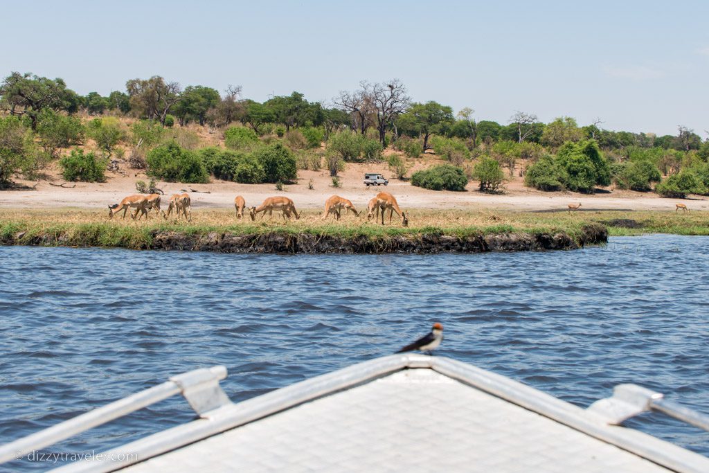 Chobe National park, Botswana