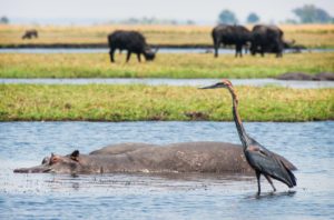 Read more about the article Chobe National Park – Safari Trip, Botswana