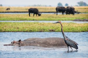 Chobe National Park – Safari Trip, Botswana