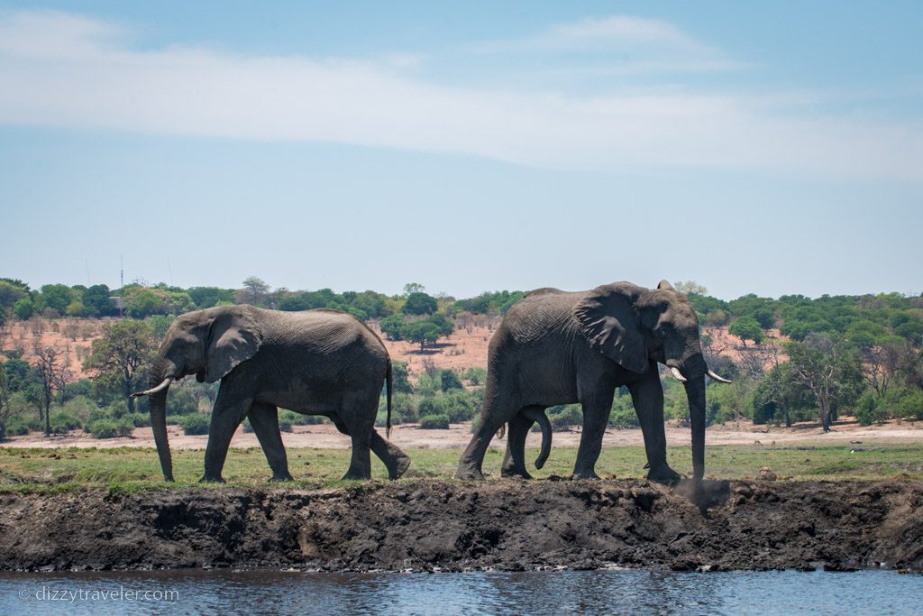 Chobe National Park, Botswana