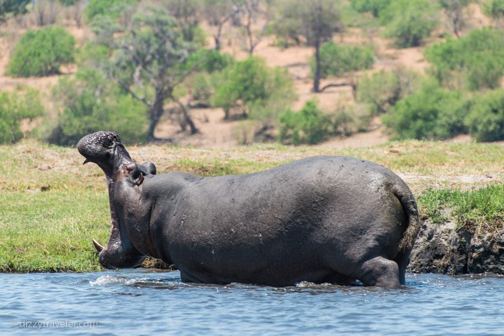 Chobe National Park