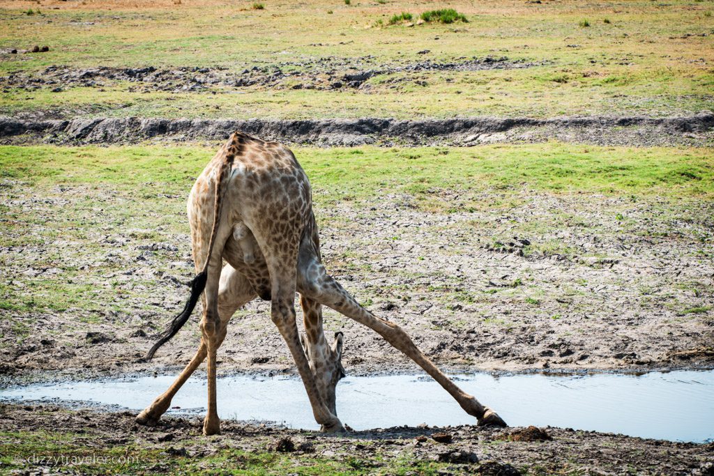 Chobe National Park