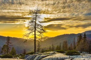 Read more about the article 8 Best Spots To Visit At Sequoia National Park, California